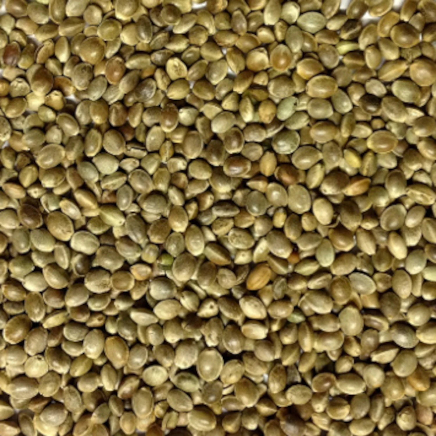 Hanfsaat Mittel - Vanrobaeys 15kg 2 Hanfsaat Mittel - Vanrobaeys 15kg